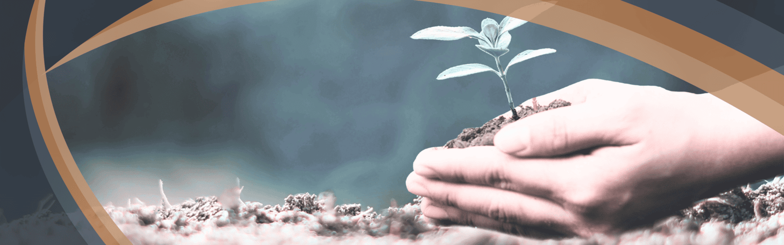 Hands gently cultivating a seedling representing Optimum Transitions' growth strategy advisory services focused on acquisitions, mergers, and building stronger combined organizations